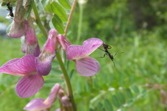 Vicia pannonica