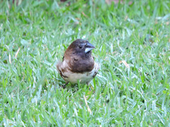 Spermestes cucullata scutata