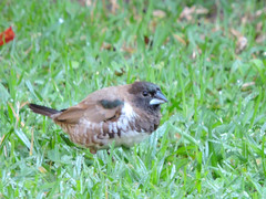 Spermestes cucullata scutata