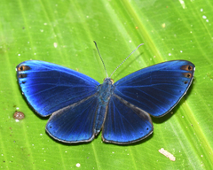 Metacharis regalis