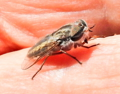 Tabanus taeniatus