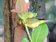 Zosterops virens virens