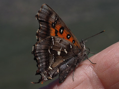 Phasis thero cedarbergae