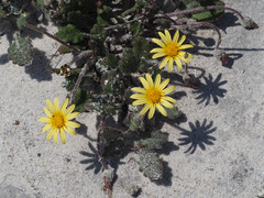 Haplocarpha oocephala