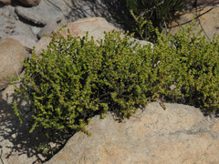 Polpoda stipulacea