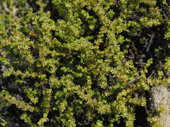 Polpoda stipulacea