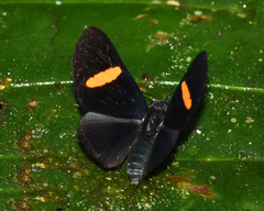 Isapis agyrtus
