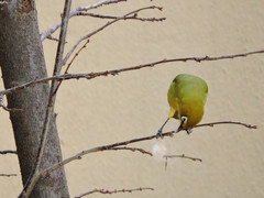 Zosterops virens virens