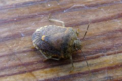 Dryadocoris apicalis