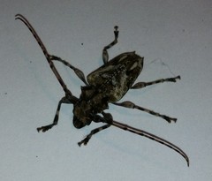 Aegomorphus inquinatus