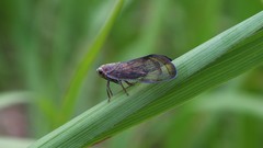 Nogodinidae