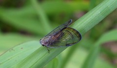 Nogodinidae