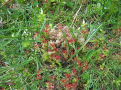 Sedum cespitosum