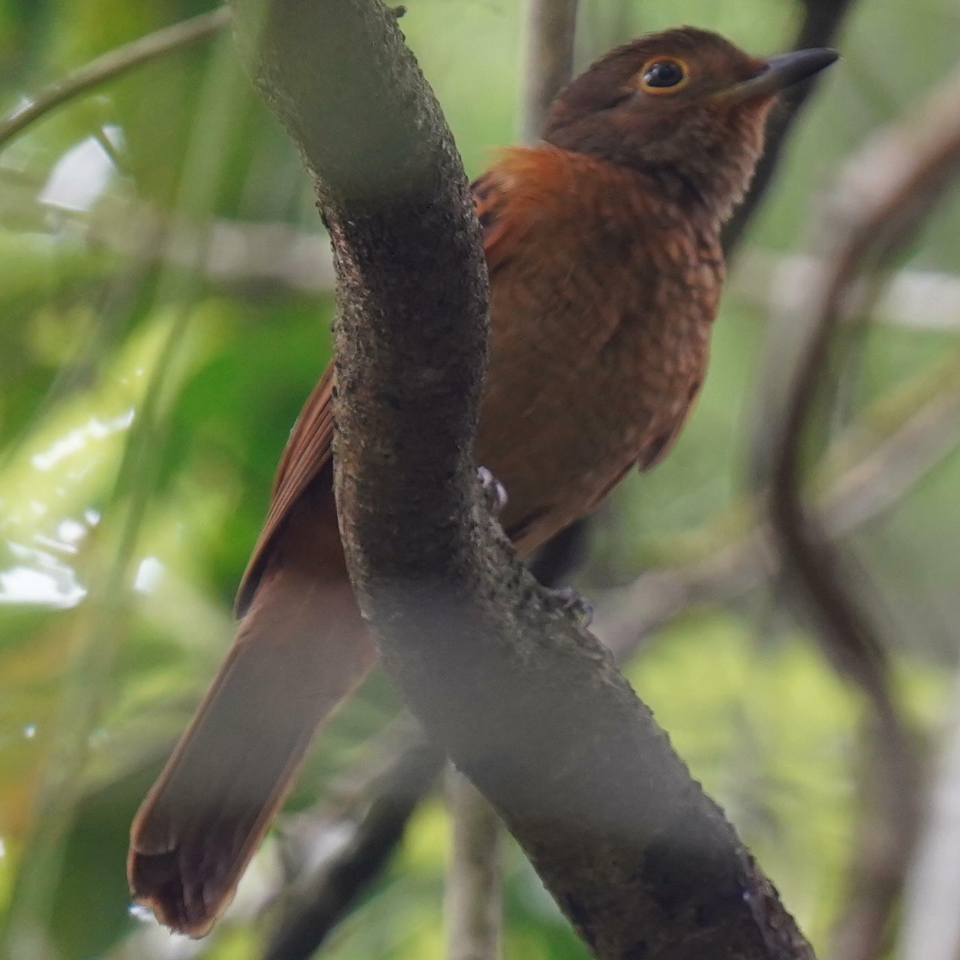 Speckled Mourner (Laniocera rufescens), photo 6