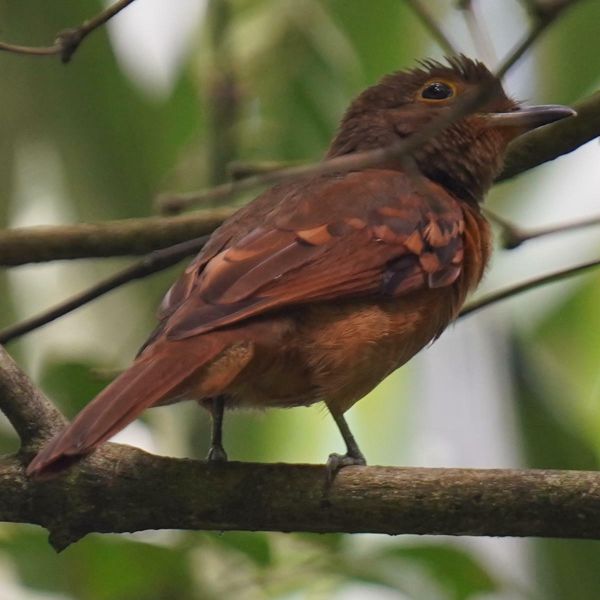 Speckled Mourner (Laniocera rufescens), photo 4