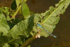 Coenagrion caerulescens