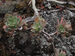 Aeonium percarneum image