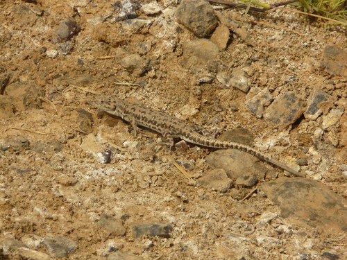 Red-spotted Lizard