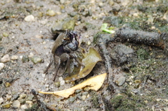 Episesarma versicolor