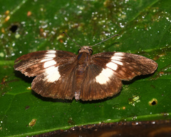 Potamanaxas paralus