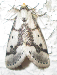 Schalidomitra ambages