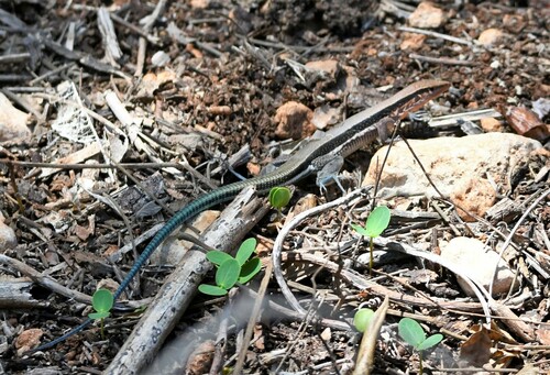 Hispaniolan Blue-tailed Ameiva