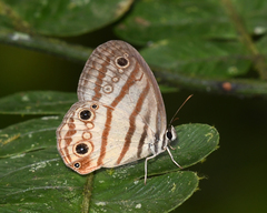Euptychia enyo