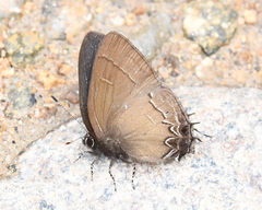 Calycopis bellera