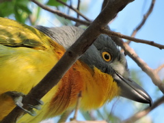 Malaconotus blanchoti