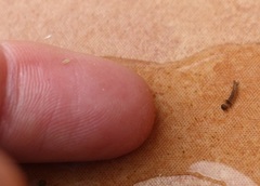 Culiseta longiareolata