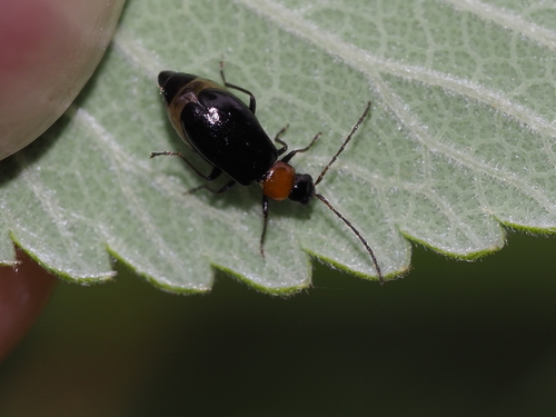 Calomicrus doramasensis · iNaturalist