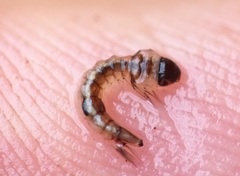 Culiseta longiareolata