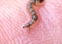 Culiseta longiareolata