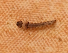 Culiseta longiareolata