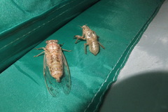 Cicada orni