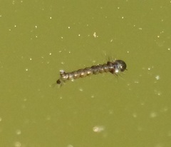 Culiseta longiareolata