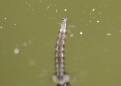 Culiseta longiareolata