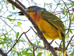 Malaconotus blanchoti