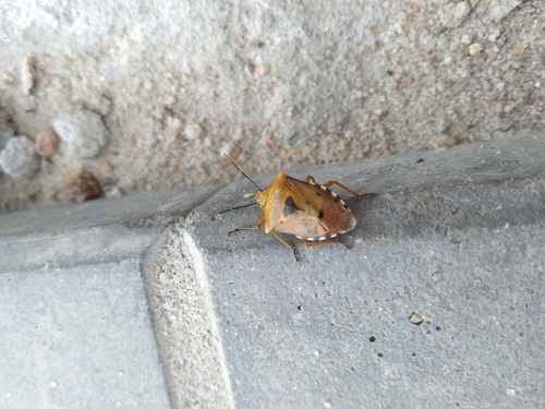 Brontocoris tabidus