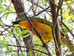 Malaconotus blanchoti