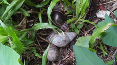 Achatina