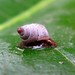Sentinel Snails - Photo (c) michi1, some rights reserved (CC BY-NC), uploaded by michi1
