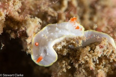 Diaphorodoris
