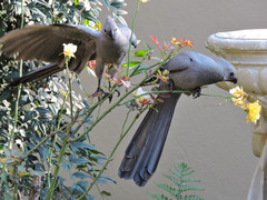 Corythaixoides concolor bechuanae
