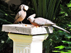 Corythaixoides concolor bechuanae