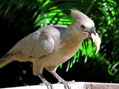 Corythaixoides concolor bechuanae