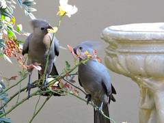 Corythaixoides concolor bechuanae