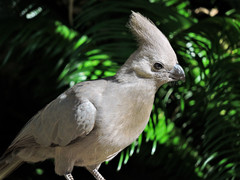 Corythaixoides concolor bechuanae