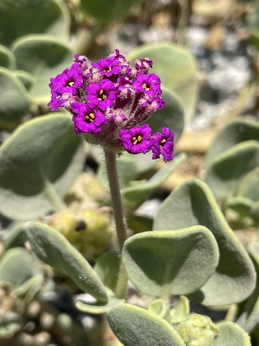 red sand-verbena
