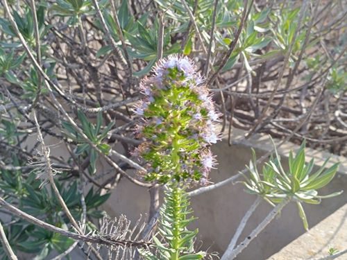 Echium portosanctense image